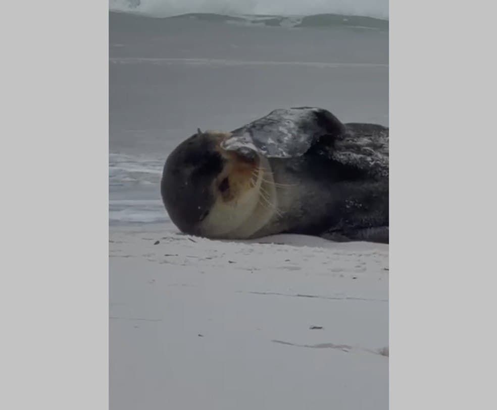 Lobo-marinho-subantártico é visto descansando em praia de Arraial do Cabo