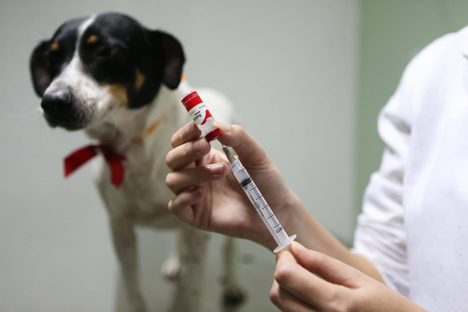 Búzios promove campanha de vacinação antirrábica para cães e gatos neste sábado