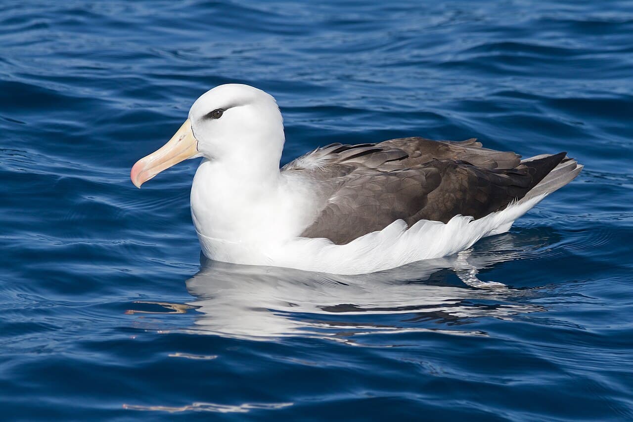 Albatroz Project completes three years in Cabo Frio with free environmental education actions